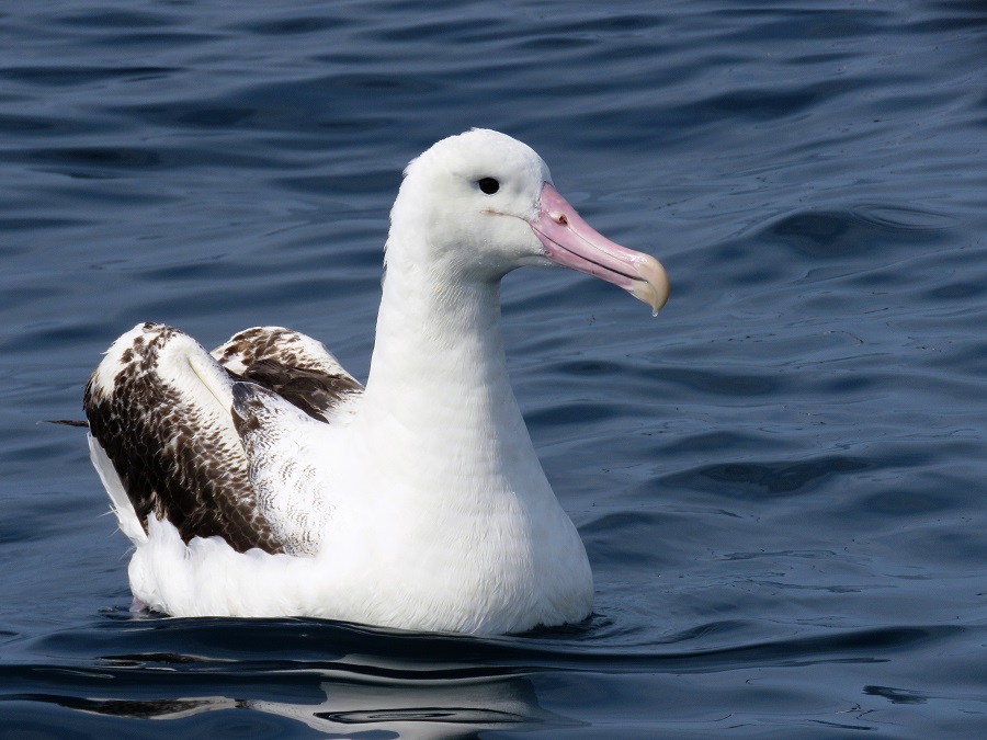 Northern Royal Albatross, Kaikoura. Photo © Gina Nichol
