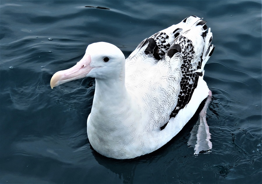 Antipodean (Wandering) Albatross. Photo © Gina Nichol