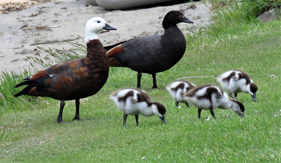 Paradise Shelduck family. Photo by Gina Nichol.