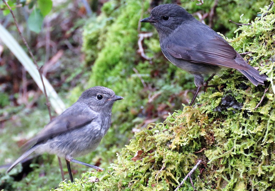 South Island Robins, adult feeding youngl. Photo by Gina Nichol.