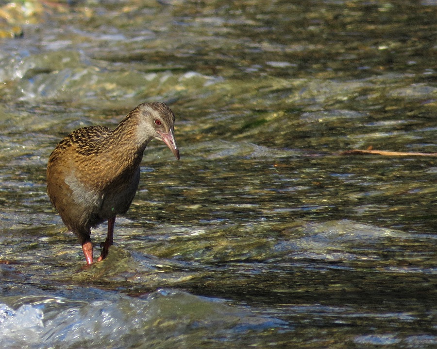 Weka. Photo by Gina Nichol.