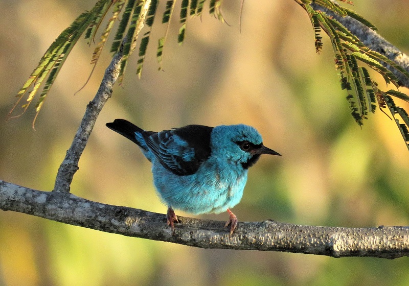 Blue Dacnis. Photo © Gina Nichol.