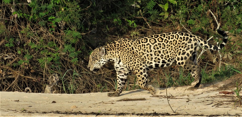 Jaguar. Photo © Gina Nichol.