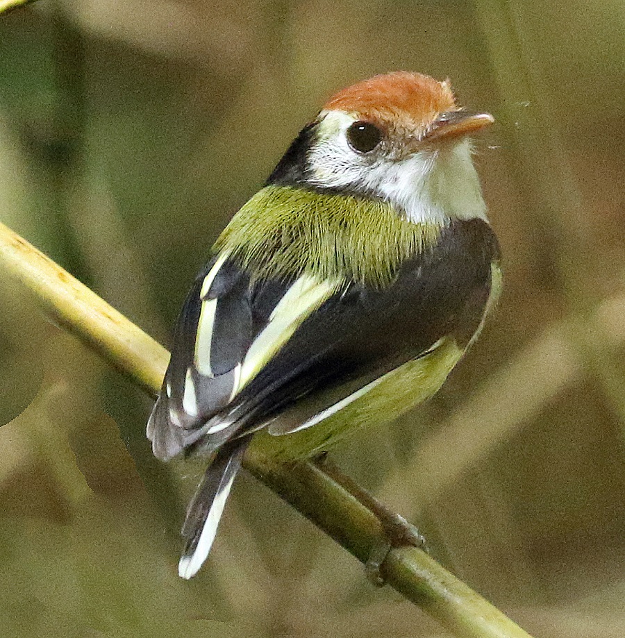 White-cheeked Tody Tyrant. Photo by Steve Bird.
