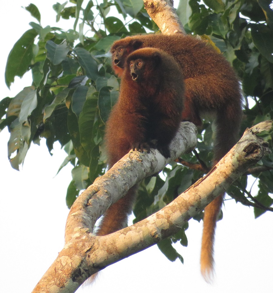 Dusky Titi Monkeys. Photo © Gina Nichol