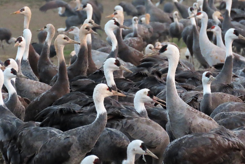 Hooded and Sandhill Cranes at Arasaki. Photo © Gina Nichol.