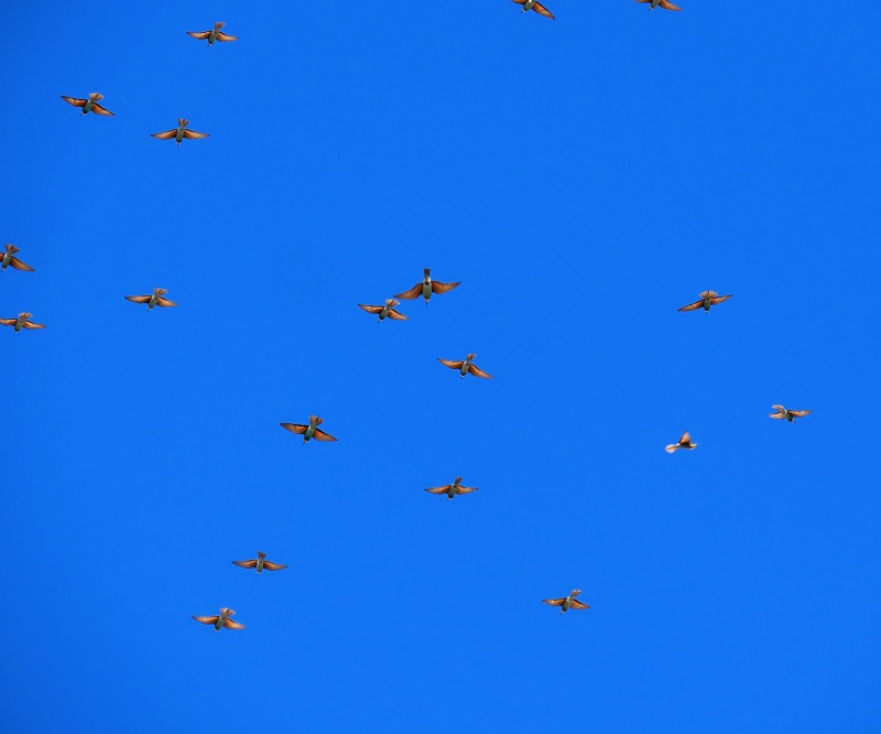 Bee-eaters migrating at Gibraltar, Spain. Photo © Gina Nichol.