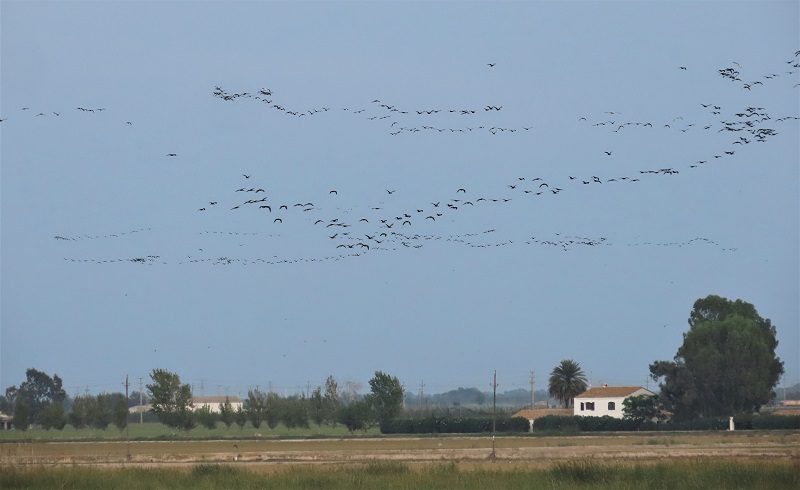 Glossy Ibis flying in to roost, Ebro Delta, Spain. Photo © Gina Nichol.
