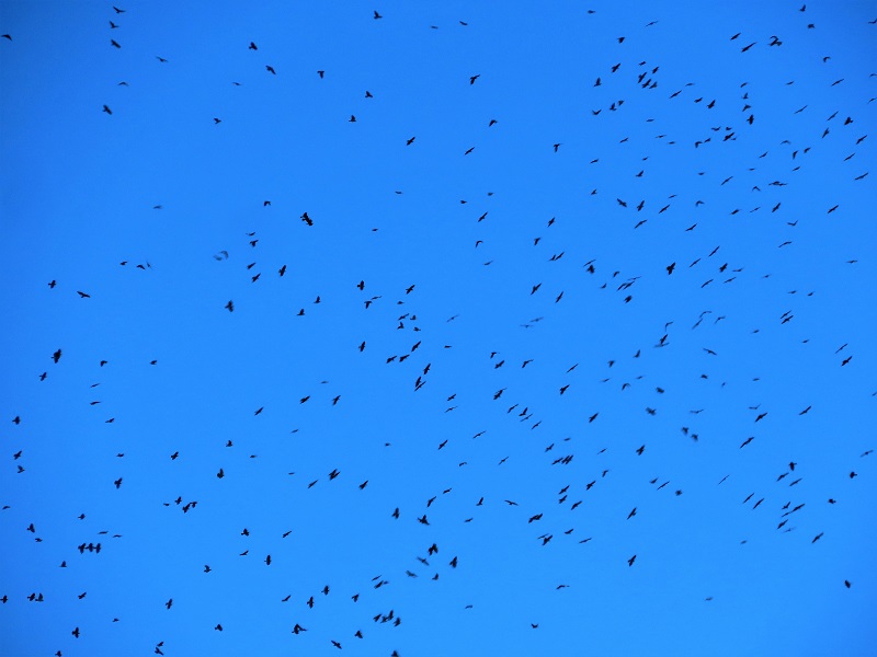 Honey Buzzards migrating, Gibraltar, Spain. Photo © Gina Nichol.