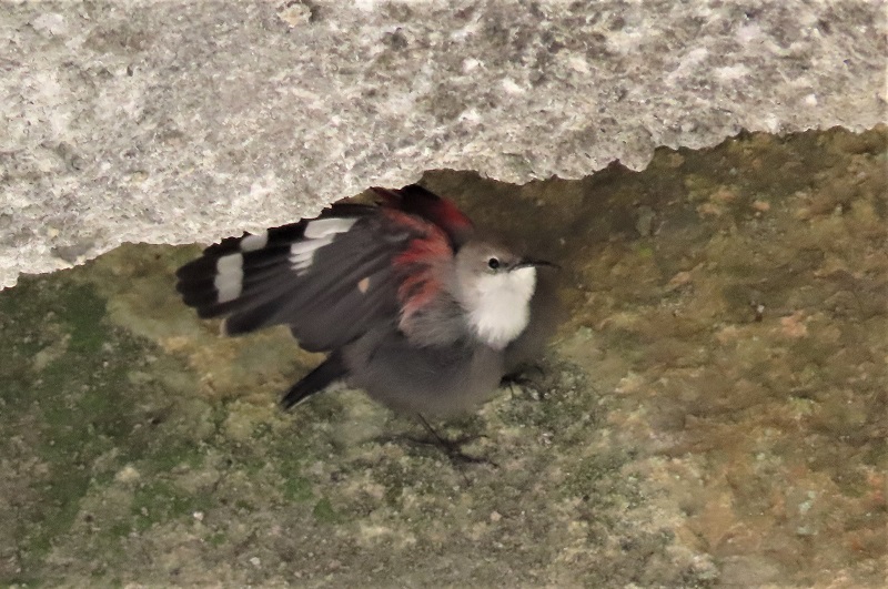 Wallcreeper at Bocas del Inferno, Hecho Valley, Spain. Photo © Gina Nichol.