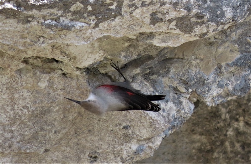 Wallcreeper at Bocas del Inferno, Hecho Valley, Spain. Photo © Gina Nichol.