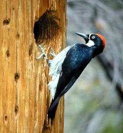 Acorn Woodpecker by Steve Bird.