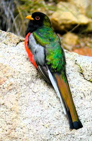 Elegant Trogon by Steve Bird.