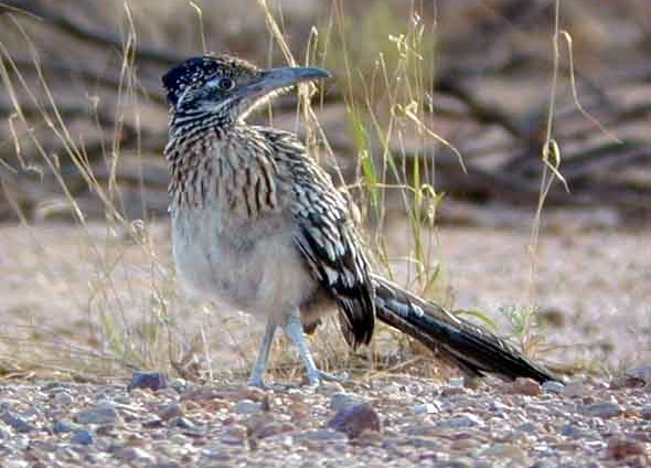 Roadrunner by Steve Bird.