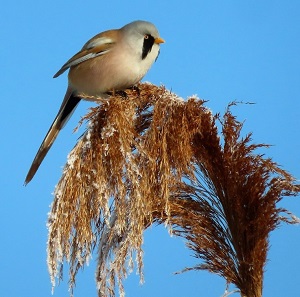 Beared Tit by Steve Bird.