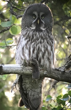 Great Gray Owl By Gina Nichol