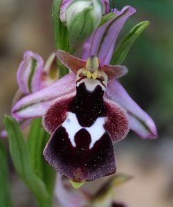 Reinhold's Orchid by Gina Nichol.