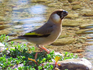 Arabian golden-winged grosbeak by Gina Nichol.
