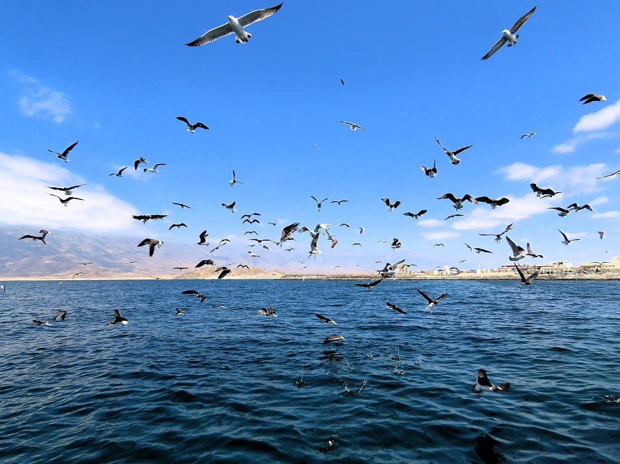 Pelagic tour Oman by Gina Nichol.