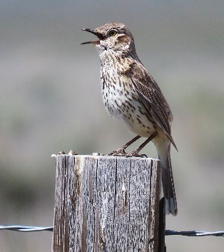 California Sage Thrasher.