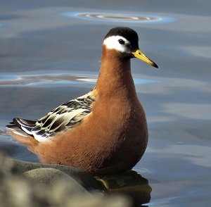 Red Phalarope