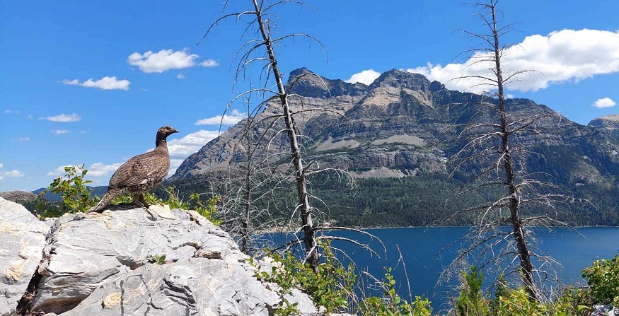 Alberta scene by Asher Warkentin.