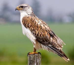 Ferruginous Hawk by Gavin McKinnon.