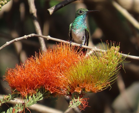 Mangrove Hummingbird by Gina Nichol.