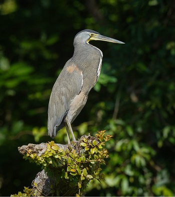 Bare-throated Tiger Heron by Jose Pablo Castillo.