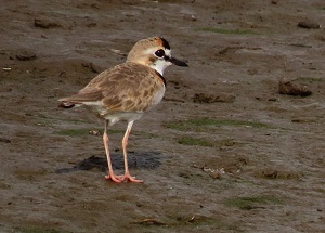 Collared Plover by Steve Bird.