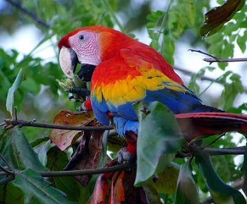 Scarlet Macaw by Gina Nichol.