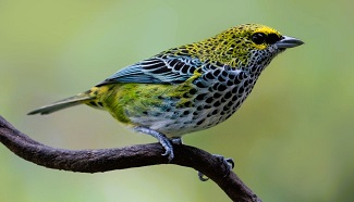 Speckled Tanager by Jose Pablo Castillo.