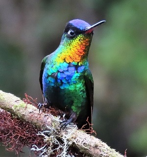 Fiery-throated Hummingbird by Gina Nichol.