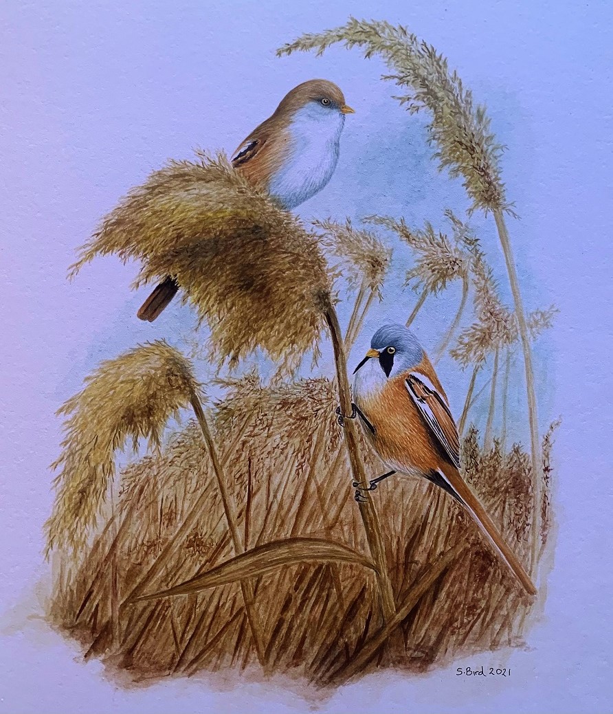 Bearded Tits, watercolor (For Sale)