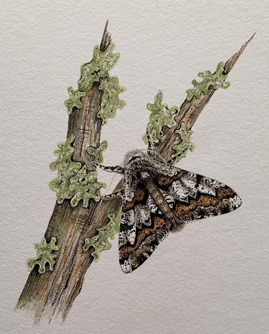 Oak Beauty, pencil (For Sale)
