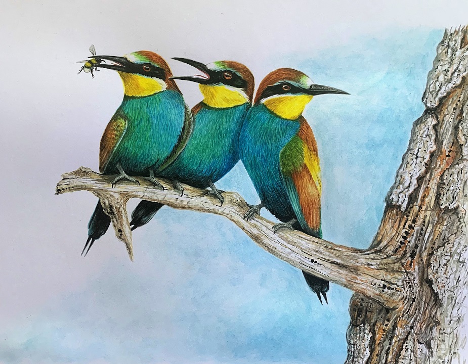 European Bee-eaters, watercolor (Silent Auction starts June 24)