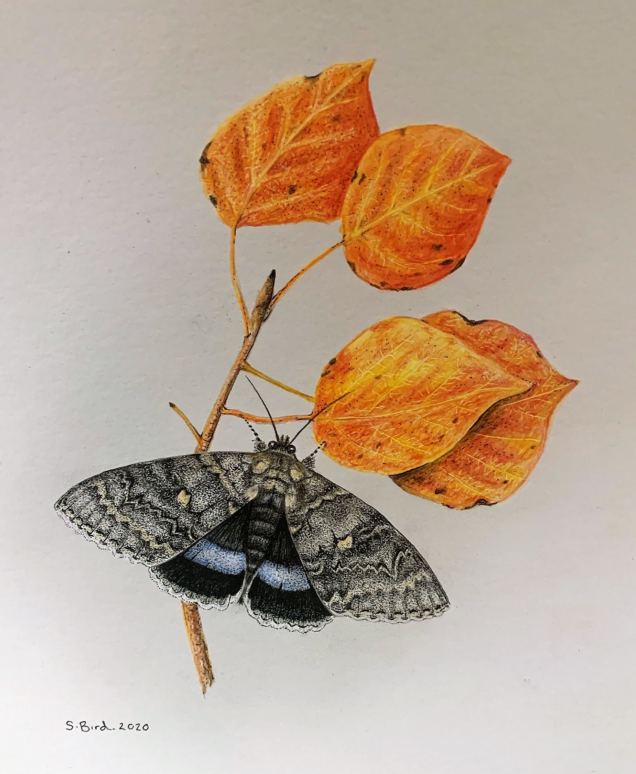 Clifden Nonpareil, pencil (SOLD)