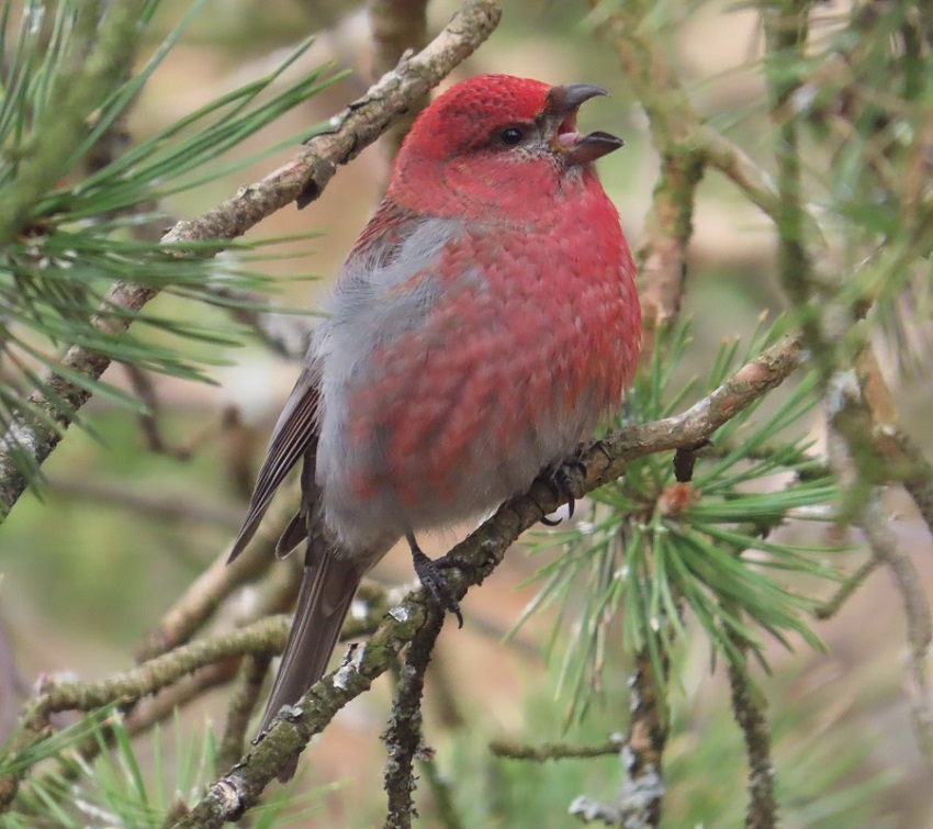 Pine Grosbeak, Norway