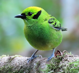 Emerald Tanager by Gina Nichol.