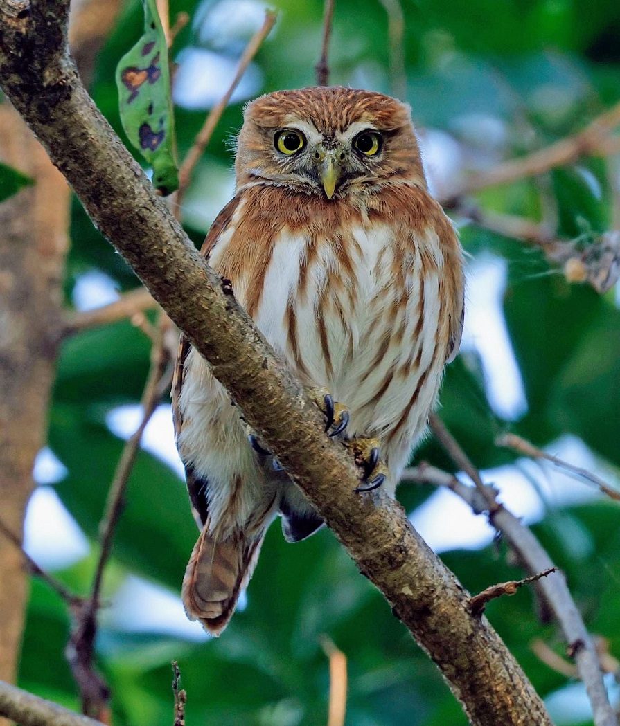 Ferruginous Pygmy Owl. Photo above &copy; Steve Bird