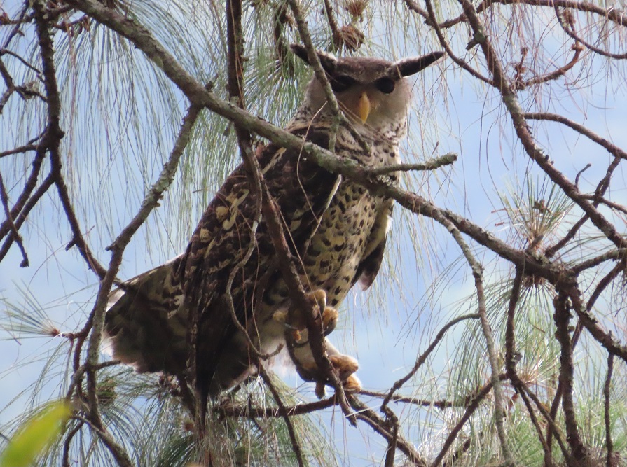 Spot-bellied Eagle Owl by Gina Nichol.