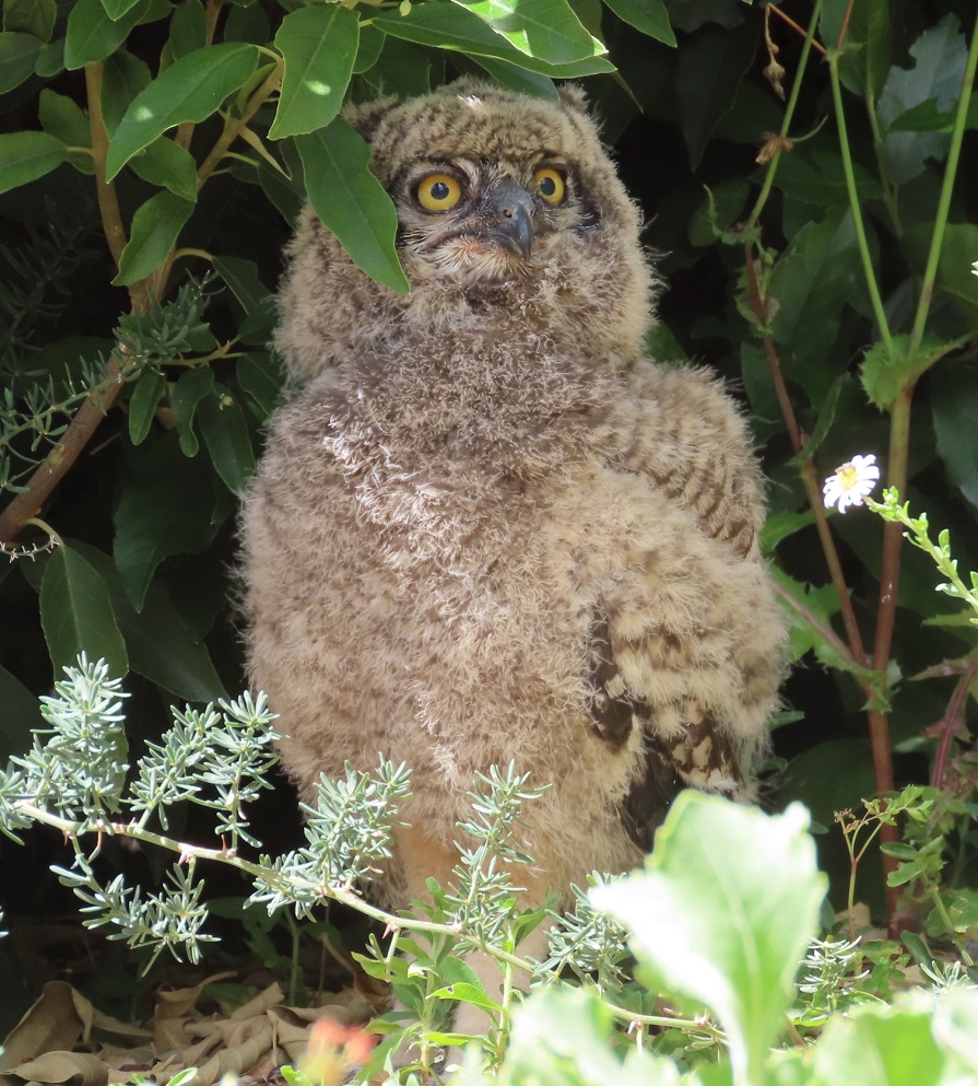Spotted Eagle Owl by Gina Nichol.